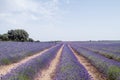 Lavender filds in La Alcarria, Spain