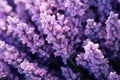 Lavender floral background Royalty Free Stock Photo