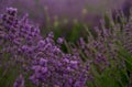 Lavender floral background Royalty Free Stock Photo