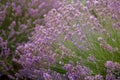 Lavender floral background Royalty Free Stock Photo