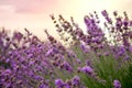 Lavender floral background sunlit Royalty Free Stock Photo