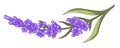 Lavender floral branch with blossom, flower decor