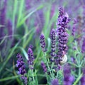 Lavender flower Royalty Free Stock Photo