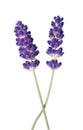 Lavender flower Royalty Free Stock Photo