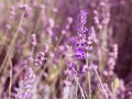 Lavender Flower against a blurred background of nature Royalty Free Stock Photo
