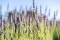 Lavender flower background with beautiful purple colors and bokeh lights. Blooming lavender in a field at sunset Royalty Free Stock Photo