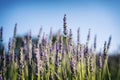 Lavender flower background with beautiful purple colors and bokeh lights. Blooming lavender in a field at sunset Royalty Free Stock Photo