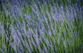 Lavender flower background with beautiful purple colors and bokeh lights. Blooming lavender in a field at sunset Royalty Free Stock Photo