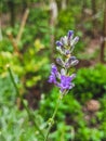 Lavender flower background with beautiful purple colors and bokeh lights. Royalty Free Stock Photo