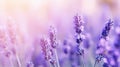 Lavender flower background closeup with soft focus and sunlight, photo by Generative AI