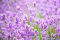 Lavender flower background. Shallow depth of field