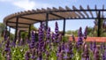 Lavender flower bed against the background of the decorative pergola structure .