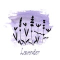 Lavender flower black silhouettes on purple stain isolated on white background