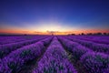 Lavender flower blooming fields in endless rows Royalty Free Stock Photo