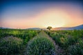 Lavender flower blooming fields in endless rows. Sunset shot.