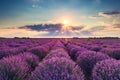 Lavender flower blooming fields in endless rows. Sunset shot Royalty Free Stock Photo