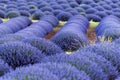 Lavender flower blooming fields in Kuyucak, Isparta in Turkey. S