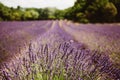 Lavender flower blooming fields