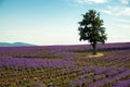 Lavender flower blooming scented fields in endless rows Royalty Free Stock Photo