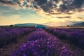 Lavender flower blooming scented fields in endless rows. Vintage bus van. Royalty Free Stock Photo