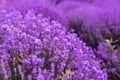 Lavender flower blooming scented fields in endless rows Royalty Free Stock Photo