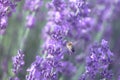 Lavender flower background with beautiful purple colors and bokeh lights. Blooming lavender in a field at sunset in Royalty Free Stock Photo