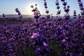 Lavender flower background with beautiful purple colors and bokeh lights. Blooming lavender in a field at sunset in Royalty Free Stock Photo