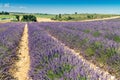 Lavender flower blooming scented fields in endless rows. Valensole plateau, provence - France. Royalty Free Stock Photo