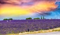 Lavender flower blooming scented fields in endless rows. Valensole plateau, provence - France. Royalty Free Stock Photo