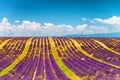 Lavender flower blooming scented fields in endless rows. Valensole plateau, provence - France. Royalty Free Stock Photo