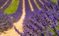 Lavender flower blooming scented fields in endless rows. Valensole plateau, provence - France. Royalty Free Stock Photo