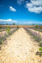 Lavender flower blooming scented fields in endless rows. Valensole plateau, provence, france, europe. Royalty Free Stock Photo