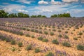 Lavender flower blooming scented fields in endless rows. Valensole plateau, provence, france, europe. Royalty Free Stock Photo