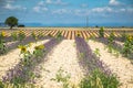 Lavender flower blooming scented fields in endless rows. Valensole plateau, provence, france, europe. Royalty Free Stock Photo