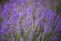 Lavender flower blooming scented fields in endless rows. Valensole plateau, provence, france, europ. Royalty Free Stock Photo