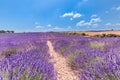 Lavender flower blooming scented fields in endless rows. Valensole plateau, Provence, France, Europe Royalty Free Stock Photo