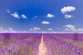 Lavender flower blooming scented fields in endless rows. Valensole plateau, Provence, France, Europe Royalty Free Stock Photo