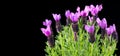 Lavender flower. Blooming Violet fragrant lavender flowers close up, isolated on black. Background of Growing Lavender