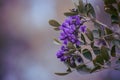 A lavender flower in bloom in the spring