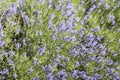 Lavender flower blossoms in garden Royalty Free Stock Photo