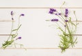 Lavender Flower Blossoms on Stems with leaves as Borders of White Paper Card on Distressed White Shiplap Board Background with roo Royalty Free Stock Photo