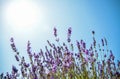 Lavender flower with blue sky Royalty Free Stock Photo