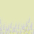 Lavender flower bouguet background