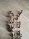 Lavender flower bouquet on a white background