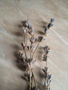 Lavender flower bouquet on a white background