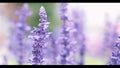 Lavender flower are bright and colorful violet color blooming