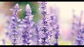 Lavender flower are bright and colorful violet color blooming