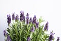 Lavender flower buds, violet petals, close up. Copy space text.