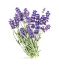 Lavender flower bunch isolated white background Fresh herbs