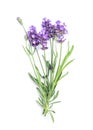 Lavender flower bunch white background Fresh herbs Royalty Free Stock Photo